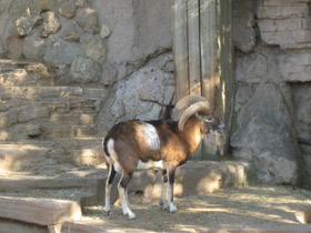 Смотреть фото Муфлон Фото Муфлон