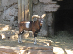 Смотреть фото Муфлон Фото Муфлон