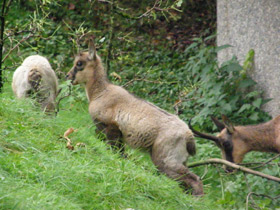 Фото Пиренейская серна