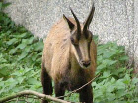 Фото Пиренейская серна