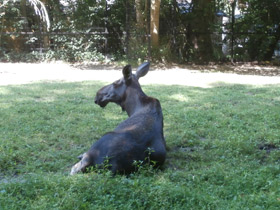 Смотреть фото Лось Фото Лось