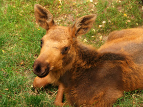 Смотреть фото Лось: этот странный сохатый Фото Лось: этот странный сохатый