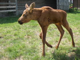 Смотреть фото Лось: этот странный сохатый Фото Лось: этот странный сохатый