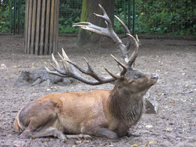 Фото Благородный олень