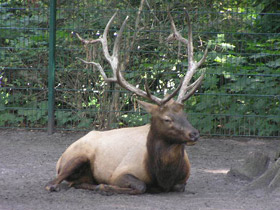 Фото Благородный олень