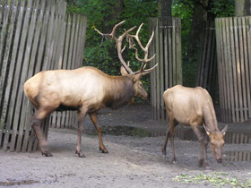 Фото Благородный олень