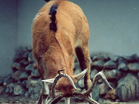 Фото Олень Давида