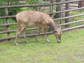Фото Олень Давида