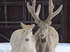 Фото Олень Давида