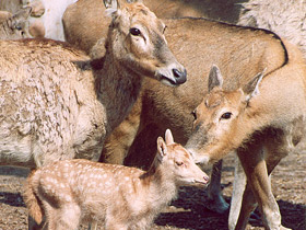 Фото Олень Давида