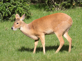 Смотреть фото Самые необычные и удивительные животные Фото Самые необычные и удивительные животные