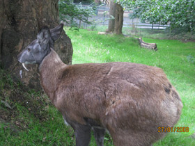 Фото Кабарга