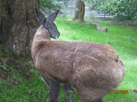 Фото Кабарга