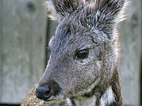 Фото Кабарга