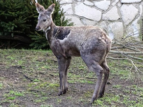 Фото Кабарга