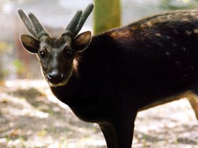 Фото Филиппинский пятнистый олень: зверь с именем принца