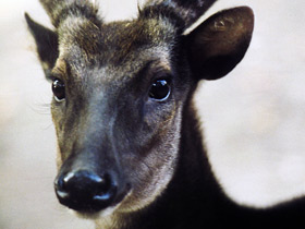 Фото Филиппинский пятнистый олень: зверь с именем принца