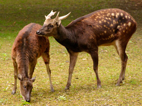 Фото Филиппинский пятнистый олень: зверь с именем принца