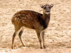 Фото Филиппинский пятнистый олень: зверь с именем принца