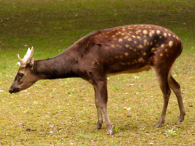 Фото Филиппинский пятнистый олень: зверь с именем принца