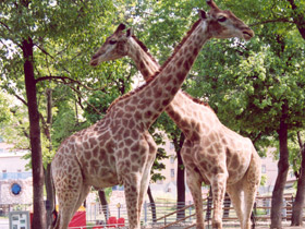 Смотреть фото Самый длинный язык у животных Фото Самый длинный язык у животных