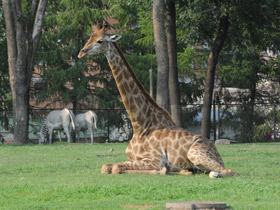 Фото 10 интересных фактов о жирафах