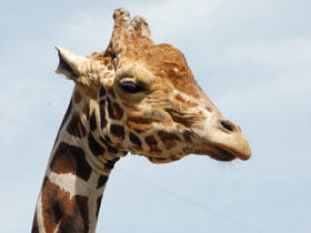 Фото 10 интересных фактов о жирафах