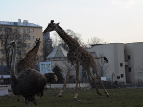 Фото 10 интересных фактов о жирафах