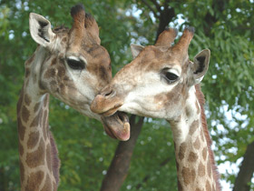 Жираф Жираф