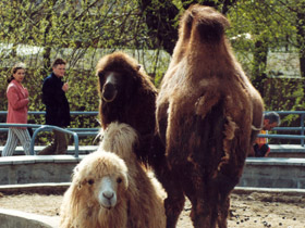 Фото 10 интересных фактов о верблюдах