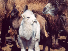 Фото 10 интересных фактов о верблюдах