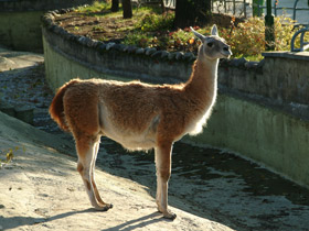 Смотреть фото Гуанако Фото Гуанако