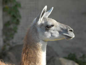 Смотреть фото Гуанако Фото Гуанако