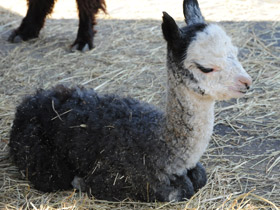 Смотреть фото Альпака Фото Альпака