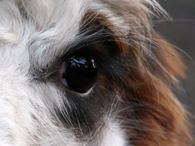 Смотреть фото Альпака Фото Альпака