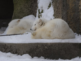 Смотреть фото Песец Фото Песец