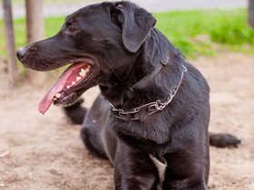 Смотреть фото Собака домашняя Фото Собака домашняя