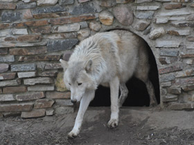 Фото Полярный волк