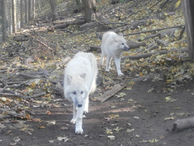 Фото Полярный волк