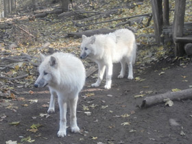Фото Полярный волк