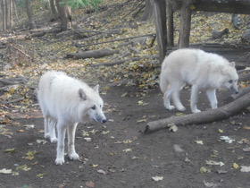 Фото Полярный волк