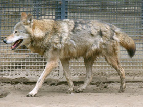 Фото Тибетский волк
