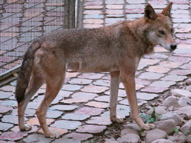Фото Тибетский волк