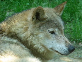 Фото Тибетский волк