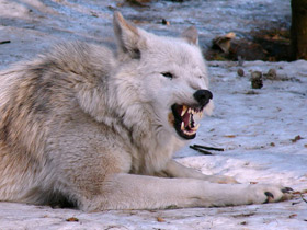 Фото Северо-западный волк