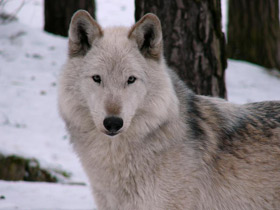 Фото Северо-западный волк