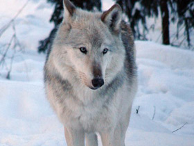 Фото Северо-западный волк