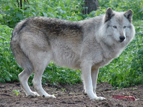 Фото Северо-западный волк