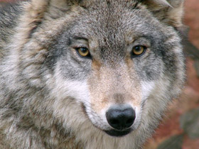 Смотреть фото Волк Фото Волк