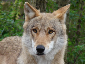 Смотреть фото Волк Фото Волк